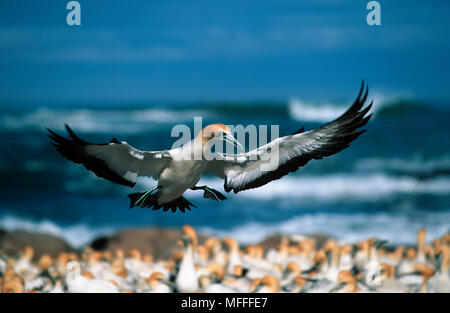 Kaptölpel Morus capensis in den kommenden zu landen, Kolonie, Bird Island, Südafrika Stockfoto