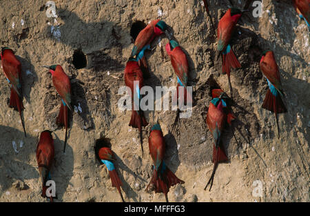 Südliche CARMINE BIENENFRESSER Merops nubicoides Gruppe in der Nähe von Nest Löcher Stockfoto