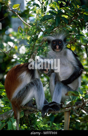 Sansibar Red Colobus Affen Procolobus badius kirkii bedrohten Unterarten, endemisch auf der Insel Sansibar, Tansania Stockfoto