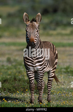CAPE MOUNTAIN ZEBRA Equus zebra zebra De Hoop Nature Reserve, Südafrika endemisch in Bergregionen des Kap Stockfoto