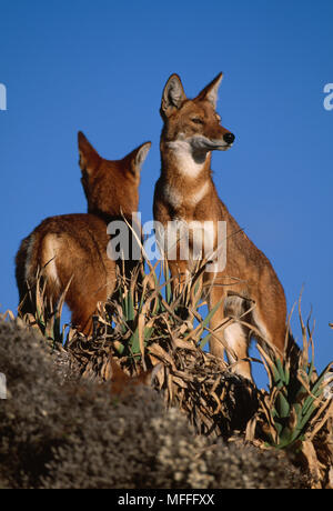 Äthiopische Wölfe Canis simensis Bale Mountains Nat'l Park, Äthiopien. Der weltweit seltensten Canidae. Stockfoto