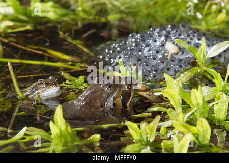 Gemeinsame frösche, Rana temporaria, paar Laich-, Brut- und in amplexus im Teich unter Frösche laichen, Großbritannien Stockfoto