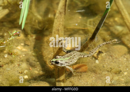 Wild Frog ist schwimmen auf der Wasseroberfläche im Sommer Stockfoto