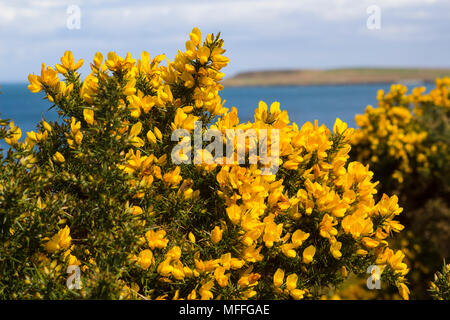 Gelbe Blumen auf einem gemeinsamen whin Bush oder Gorse ihrer vollen Frühling Herrlichkeit im County Down in Nordirland anzeigen. Diese stark thorned Büsche ein c Stockfoto