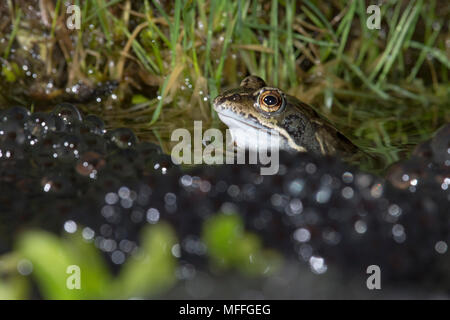 Gemeinsame Frog, Rana temporaria, männliche Warten auf mehr Frauen.Spawn, Frösche laichen im Gartenteich. Großbritannien Stockfoto