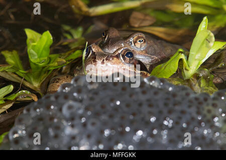 Gemeinsame frösche, Rana temporaria, paar Laich-, Brut- und in amplexus im Teich unter Frösche laichen, Großbritannien Stockfoto