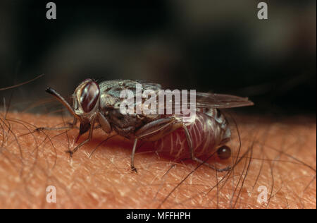 TSETSE FLIEGE Glossina sp. Fütterung auf menschliches Blut, Okavango Delta, Botswana, Afrika. Stockfoto