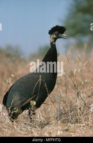 CRESTED GUINEAFOWL pucherani Guttera Kruger Natl Park, Südafrika Stockfoto