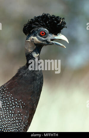 CRESTED GUINEAFOWL pucherani Guttera Kruger Natl Park, Südafrika Stockfoto
