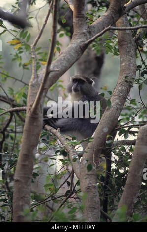 SAMANGO AFFE im dünenwald Cercopithecus mitis albogularis Cape Vidal, Natal, Südafrika Rennen der blaue Affe Stockfoto