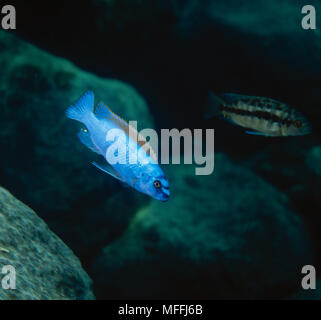 CICHLID mit Schwanz durch fin damged-biter Fish Lake Malawi Stockfoto