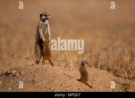 Erdmännchen oder ERDMÄNNCHEN Suricata suricatta gestillten Jungen & Sonnen in trockenen Nossob Flussbett, Kalahari Gemsbok National Pk, Südafrika Stockfoto