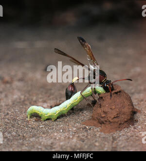 POTTER oder Maurer WASP Eumenes sp. Drücken caterpillar Beute in Nest Stockfoto