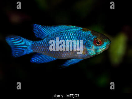 Eine Makroaufnahme eines Electric Blue ram tropischen Fischen. Stockfoto