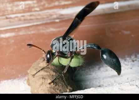 POTTER WASP Eumenes sp. Strumpf Nest mit gelähmt Bollworm als Nahrung für die Larve, Südafrika Stockfoto