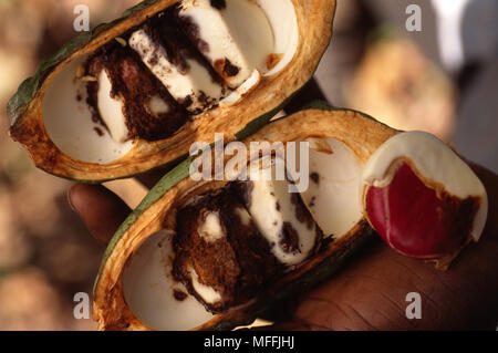 Die Muttern in der Pod KOLA Cola Nitida Koffein enthalten, eingesetzt als Stimulans und Medikation Conkary, Guinea, Westafrika Stockfoto