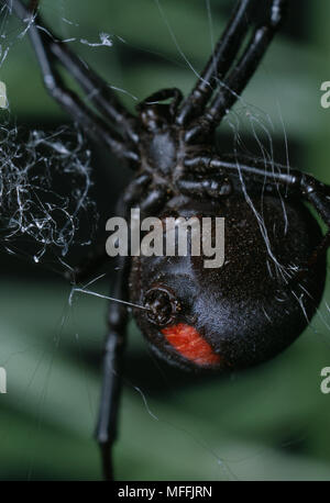 BLACK WIDOW SPIDER Latrodectus mactans Weiblich mit markanten roten Patch & Spinndüsen, im südlichen Afrika. Stockfoto