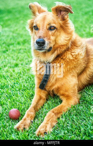 Haushund (Canis Lupus Familiaris) layed Down auf Gras. Florianopolis, Santa Catarina, Brasilien. Stockfoto