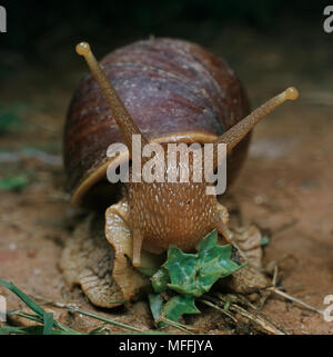 Riesige Afrikanische LANDSNAIL surfen Achatina maculata Stockfoto