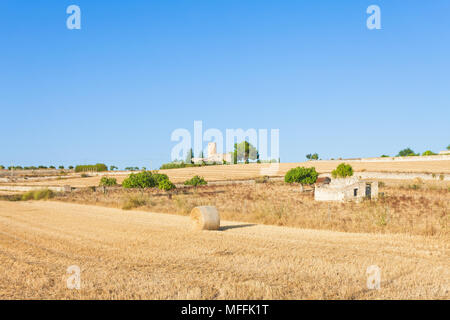 Santa Margalida, Mallorca, Balearen, Spanien - Heu Ertrag auf den Feldern von Mallorca Stockfoto