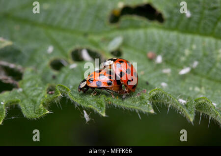 Harlekin Marienkäfer (Harmonia axyridis) Paarung, Großbritannien Stockfoto