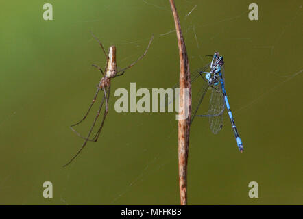 Lange backen Spinne (tetragnatha extensa) mit Schale von damselfly Beute Stockfoto