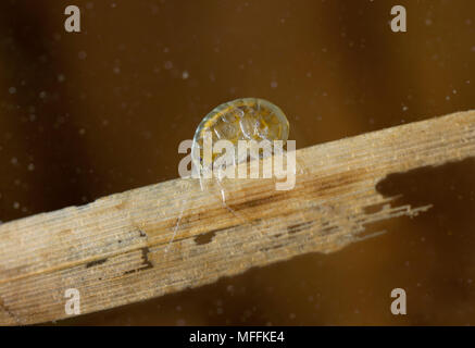 Süßwasser-Garnelen (Gammarus pulex) Sussex, UK Stockfoto