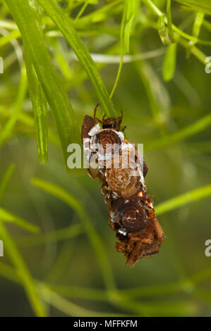 CADDIS FLIEGEN Larven im Falle aus Schalen & Gemüse Angelegenheit Stockfoto