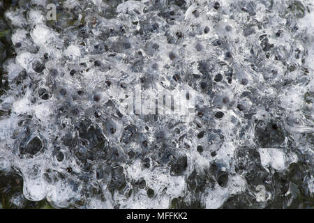 Gefroren, tiefgefroren Froschschenkel spawn spawn, Februar, Grasfrosch, Rana temporaria, spawn, Frösche laichen im Gartenteich. Großbritannien Stockfoto