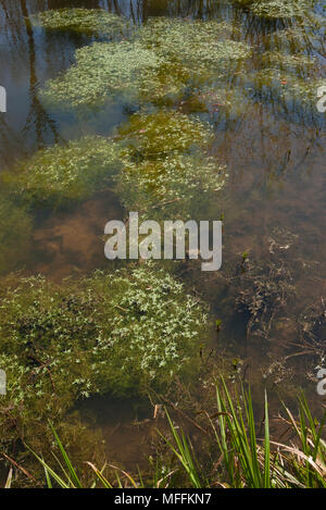 Gemeinsame WASSER - STARWORT (Callitriche stagnalis) Sussex, UK Stockfoto