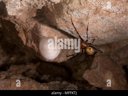 Höhle SPIDER (Meta menardi) Weibchen mit ei-sac, Sussex, UK. TERTRAGNATHIDAE Stockfoto