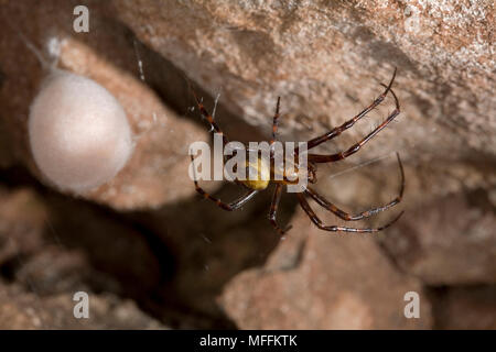 Höhle SPIDER (Meta menardi) Weibchen mit ei-sac, Sussex, UK. TERTRAGNATHIDAE Stockfoto