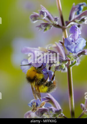 Frühe HUMMEL (Bombus pratorum), Minze, Sussex, UK Stockfoto