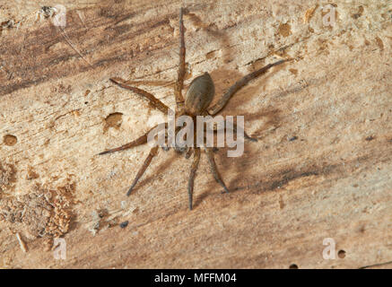 WOLF SPIDER (Trochosa terricola) weibliche LYCOSIDAE Stockfoto
