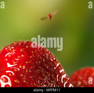 Fruchtfliege (Drosophila melanogaster) im Flug gerade genommen - weg von der Erdbeere. Ein 3 mm Fruchtfliege ist auf 1/60.000 Sek. gefangen, wie es fliegt über ein Stroh Stockfoto