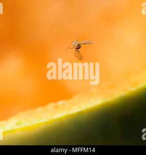 Fruchtfliege (Drosophila melanogaster) Dieses 3 mm lang fliegen gerade weg von Melone. * Höhere Sätze gelten * Stockfoto