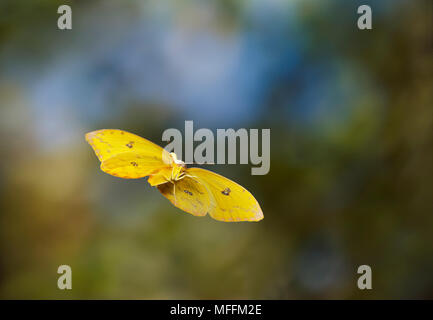 ORANGE VERJÄHREN SCHWEFEL (Phoebis philea) im Flug, Karibik. * Höhere Sätze gelten * Stockfoto