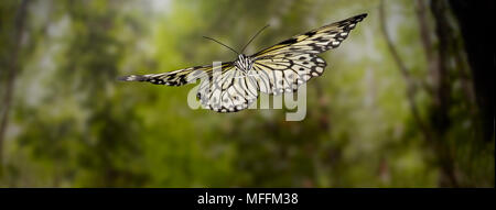 Baum NYMPHE (Idee marabarica) im Flug, Indonesien. * Höhere Sätze gelten * Stockfoto