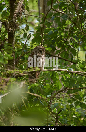 Verjähren in OWL (Strix varia) Florida Stockfoto