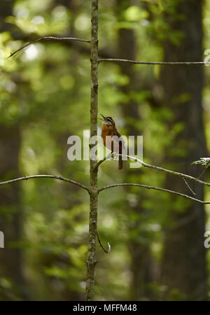 CAROLINA WREN (Thryothorus ludovicianus) in voller Song (der Song am meisten auf Golfplatz der 'Meister' gehört, Augusta)! Florida Stockfoto