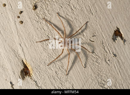 HUNTSMAN SPIDER (Sparassidae (ehemals Heteropodidae) Florida Stockfoto