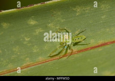 MAGNOLIA SPINNE (Lyssomanes viridis) grünes jumping Spider (Der) aus Florida Stockfoto