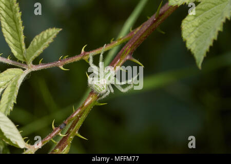 Grüne Hairy Crab spider (Heriaeus Hirtus) (Thomisidae) Korfu Stockfoto