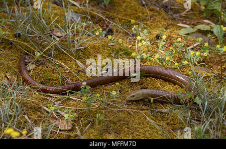 Europäische GLAS LIZARD (Ophisaurus apodus) eine atemberaubend schnelle legless Lizard, Korfu Stockfoto