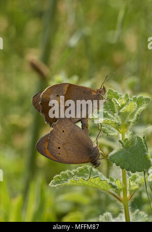 Wiese braun Paarung (Pyrausta aurata) Sehr häufig Schmetterling in Europa und Mittelmeerraum Korfu gefunden Stockfoto