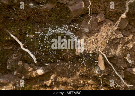 PHOLCUS Spinne (pholcidae) und Web, Korfu Stockfoto