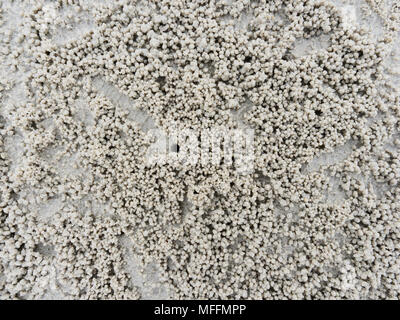 Fuchsbau oder Loch mit Sediment Kugeln oder Pellets durch Sand, wo das Essen von Ghost oder Sand crab zeigen natürliche abstrakter Form und Textur verdaut wurde. Stockfoto