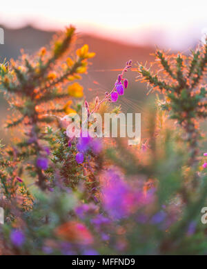 URCIONA (Daboecia cantabrica), Guriezo, MOC Montaña orientalische Costera, NATURA 2000, Kantabrien, Spanien, Europa Stockfoto