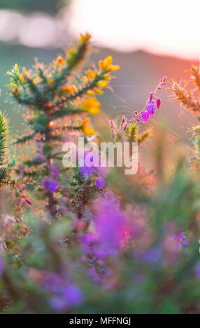 URCIONA (Daboecia cantabrica), Guriezo, MOC Montaña orientalische Costera, NATURA 2000, Kantabrien, Spanien, Europa Stockfoto