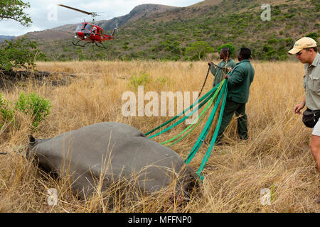 Schwarzes Nashorn (Diceros bicornis) für die Luftbrücke per Hubschrauber vorbereitet. Ithala Game Reserve. Capture officer Jed Vogel die Aufsicht über die Luftbrücke. Sou Stockfoto